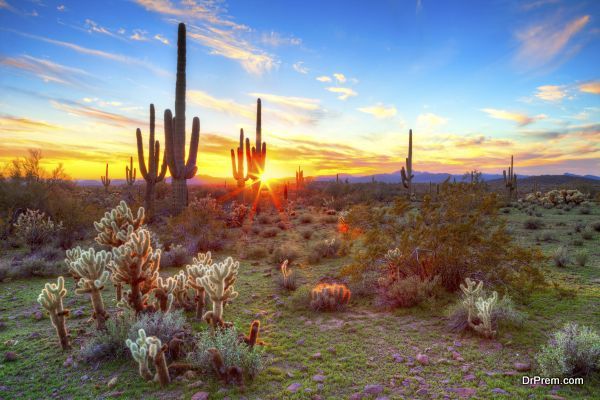 Desert Botanical Garden