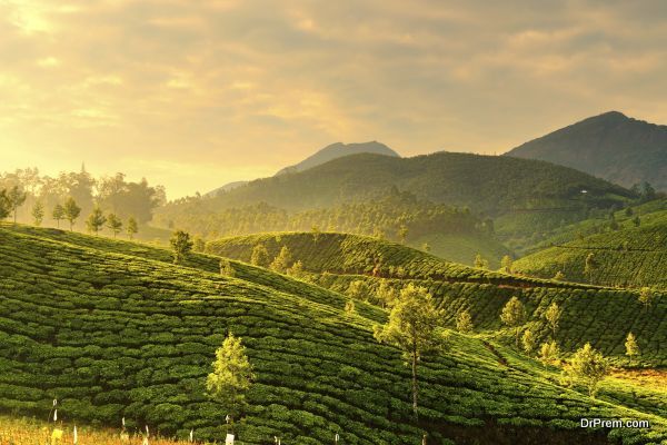 Tea plantations