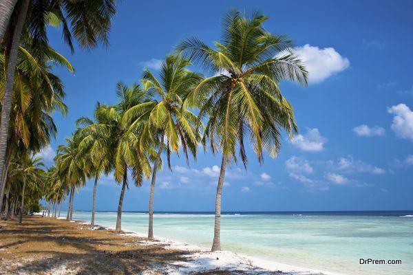 Palm trees hanging over a sandy white beach
