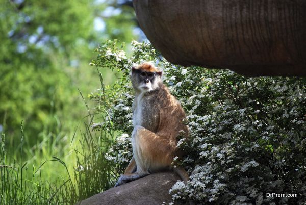 Woodland Park Zoo