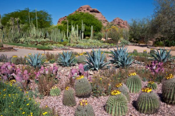 Desert Botanical Gardens, Phoenix, Arizona