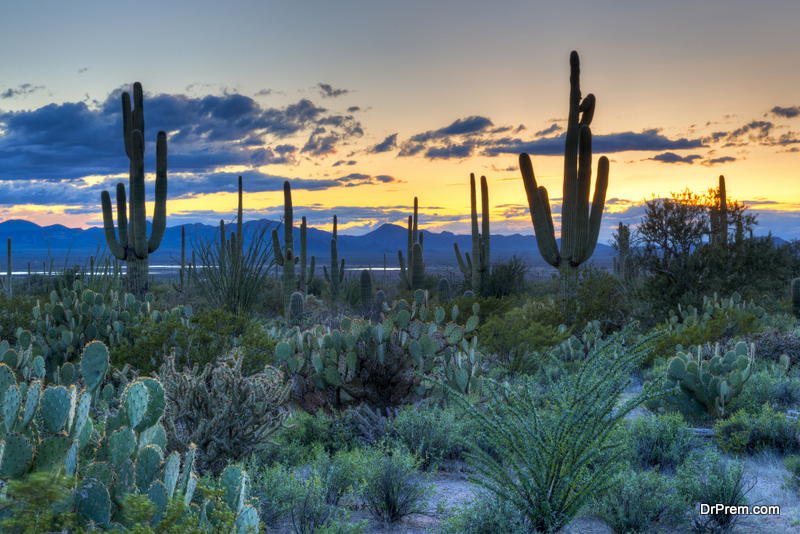 Saguaro