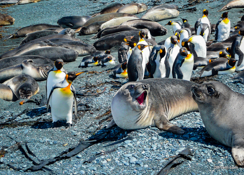 Macquarie-Island